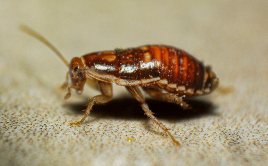 Disinfestazione da Blatte