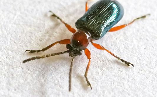 Disinfestazione di Cimici Da Letto