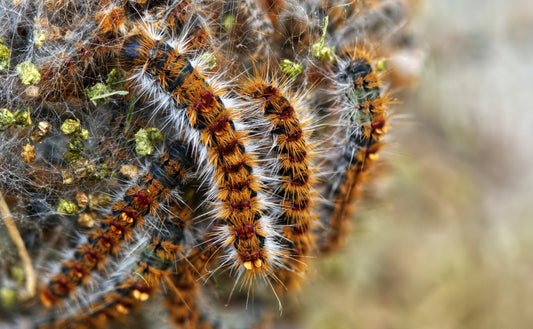 Disinfestazione dalla Processionaria Del Pino