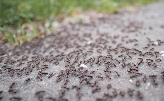Disinfestazione delle Formiche