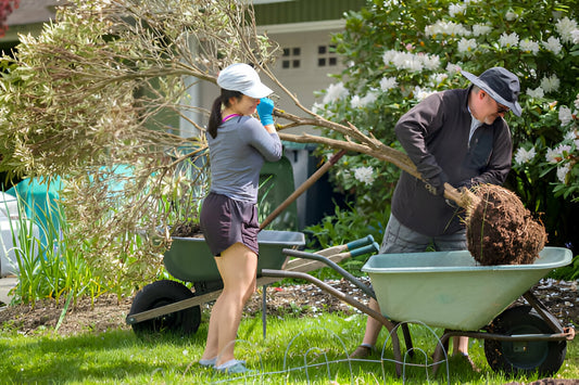 Servizi di giardinaggio e paesaggistica