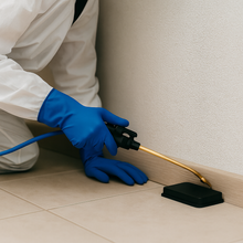 Disinfestazione da Blatte - Kio Multiservizi