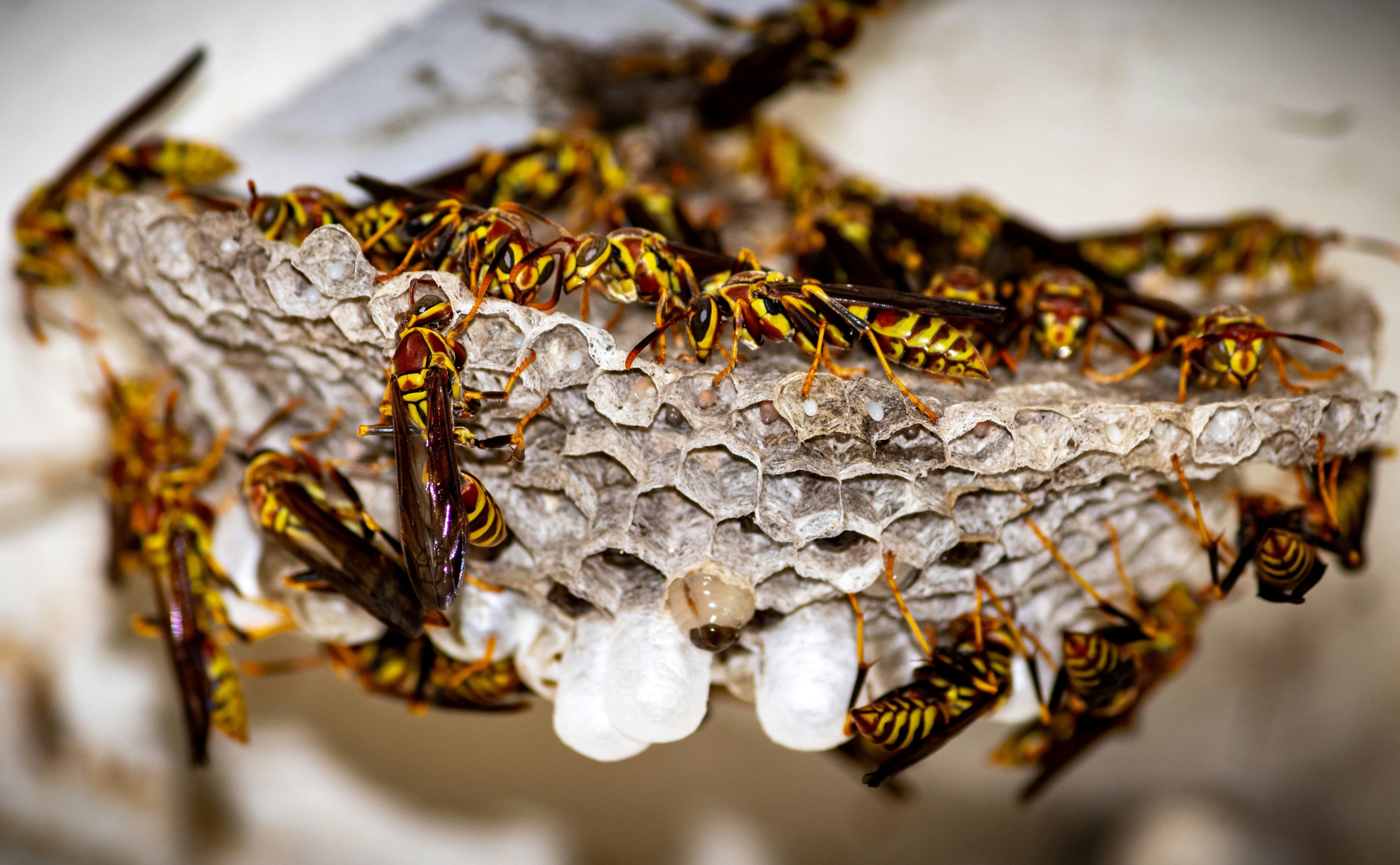 Disinfestazione da Vespe